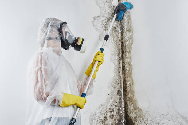 Best Black Mold Removal in Cleveland, OK